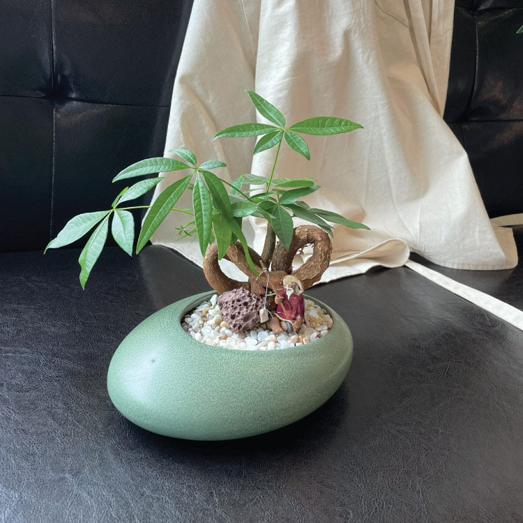 Pachira Bonsai Houseplant Gift