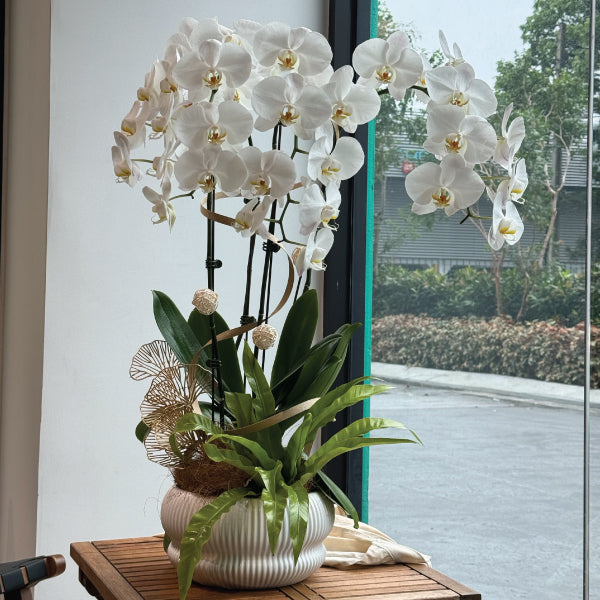 White Phalaenopsis Orchid 3 (4 stalks)