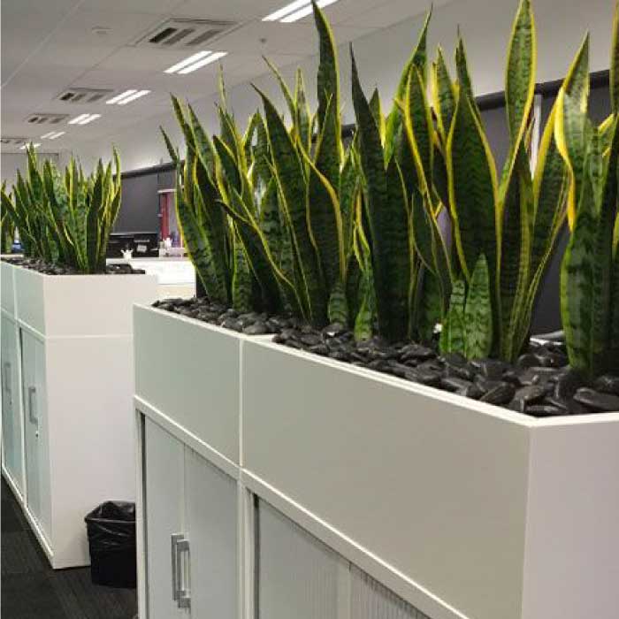 Commercial Office Plant Landscape