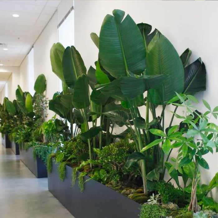 Commercial Office Plant Landscape