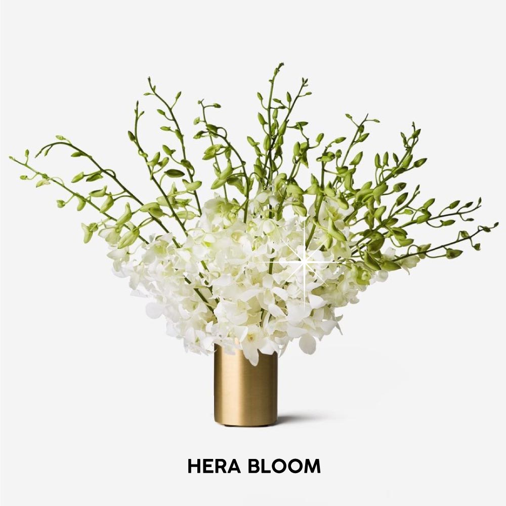 White Dendrobium Cut Orchid - Hera Bloom