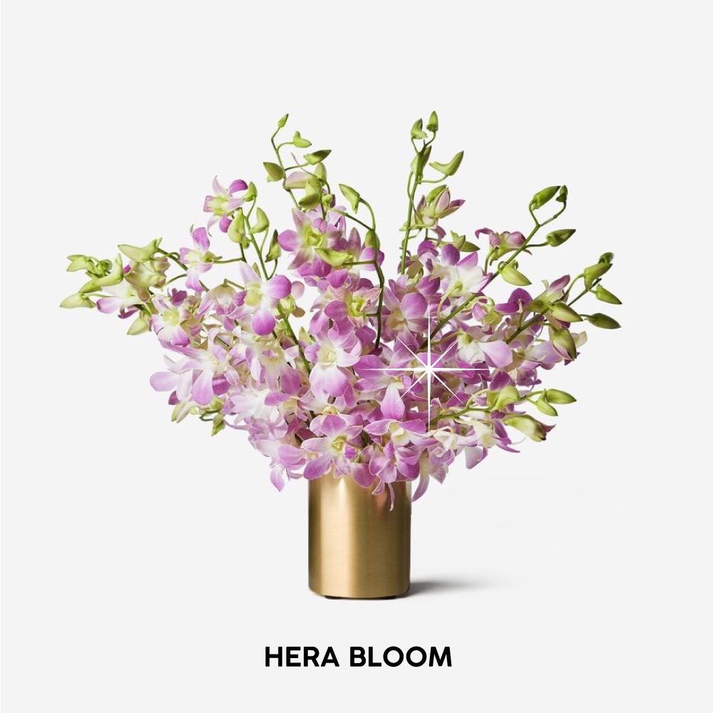 Violet Dendrobium Cut Orchid - Hera Bloom