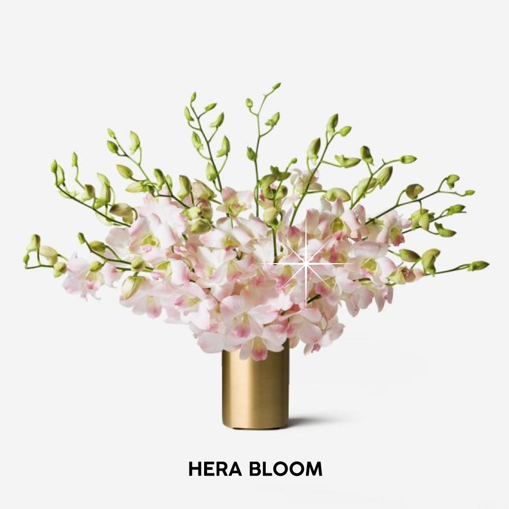 Pink Dendrobium Cut Orchid - Hera Bloom