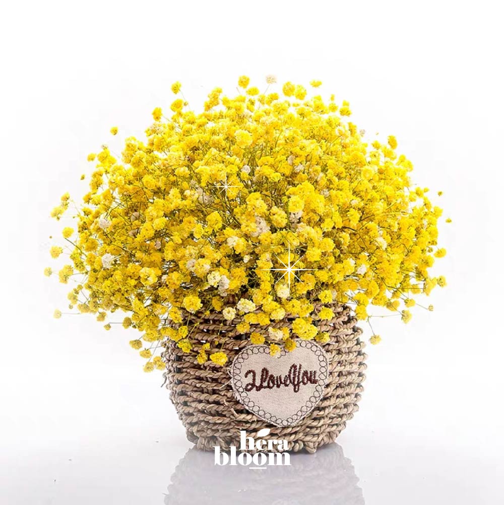 Dried Yellow Baby Breath in Basket - Hera Bloom