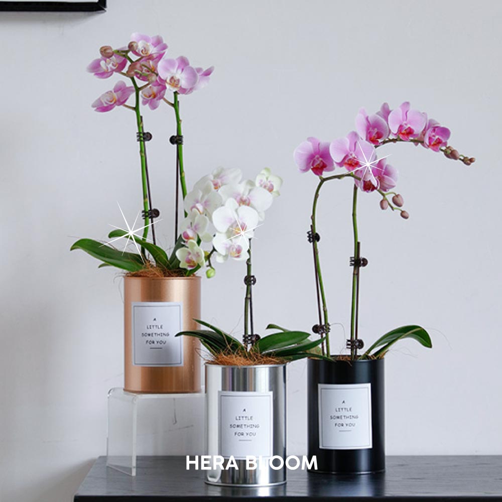 Potted Orchid Set - Hera Bloom